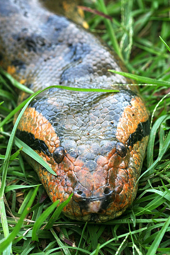 Anaconda, Toughest animals, Anaconda snake, Snake HD phone wallpaper