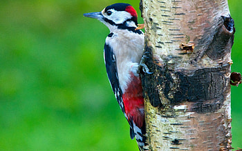 Animals, Bird, Wood, Tree, Woodpecker HD wallpaper