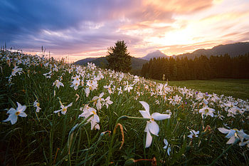 Landscape, Nature, Flowers, Trees, Mountains, Lawn HD wallpaper