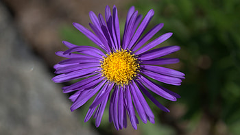 Aster Flower, closeup, nature, flowers, graphy HD wallpaper