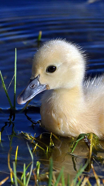 Duck, Kid Duck HD phone wallpaper