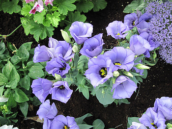 New display at the Pyramids 02, purple, Eustoma, graphy, green, Flowers, garden, Lisianthus HD wallpaper
