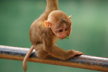 Animals, Monkey, Cool, Small HD wallpaper