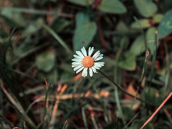 Flowers, Camomile, Flower, Blur, Smooth, Field, Chamomile HD wallpaper