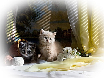 Cute kitten, animal, sweet, kitten, cat HD wallpaper