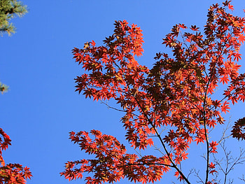 Nature, Sky, Leaves, Wood, Tree, Branches HD wallpaper