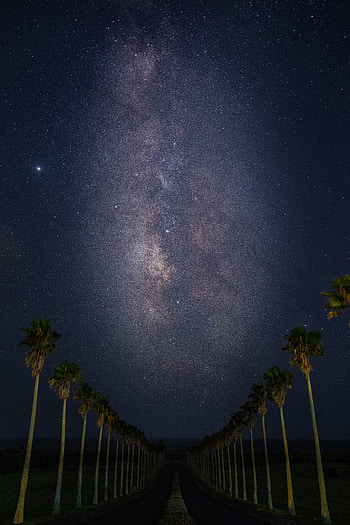 Nature, Stars, Night, Palms, Road, Starry Sky HD phone wallpaper