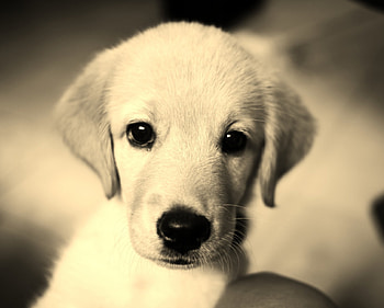 ๑๑ Soul Shine ๑๑, dog, white, black, beautiful, sweet look, animals, love, paw print, pet, heart, soul shine, lovely, forever HD wallpaper