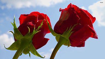 Roses, rose, flowers, flower HD wallpaper
