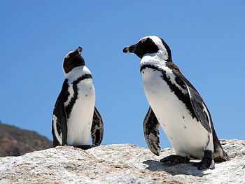 Animals, Birds, Pinguins HD wallpaper