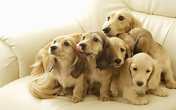 Animals, Dogs HD wallpaper