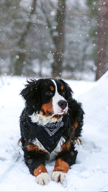 Bernese, Cute Dogs HD phone wallpaper