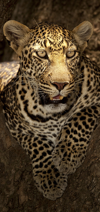 Animal leopard, Magnificent creature HD phone wallpaper