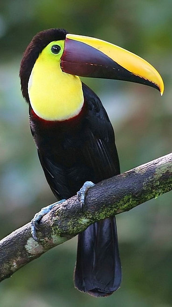 Toucans, Adorable HD phone wallpaper