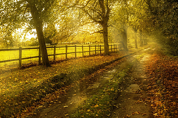 Autumn path, trees, autumn, path, fall HD wallpaper