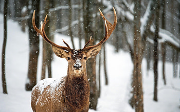 Snowy landscape, Serene deer, Winter wonderland, Nature's marvel HD wallpaper