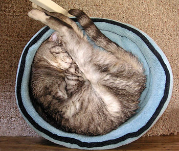 Love My New Bed, bed, love, my new, cat, asleep HD wallpaper