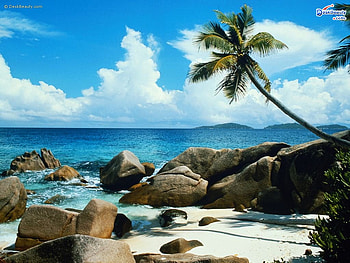 What A View!, palm tree, rocks, ocean HD wallpaper