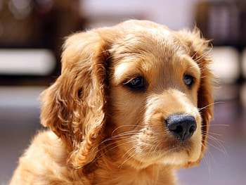 CUTE DOG, CUTE, DOG, , ANIMAL HD wallpaper