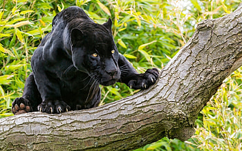 Black Panther, Animal HD wallpaper