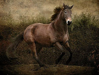 Beautiful-Horse, cool, horse, beautiful HD wallpaper