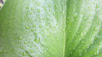 Leaf, rain, drops, nature, water HD wallpaper