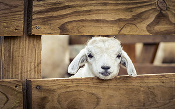 Other Pets sheep Animals lamb baby | | 348878 . HD wallpaper