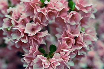 Pink Azalea Heart, Azalea, Flowers, Heart, Pink, Pretty HD wallpaper