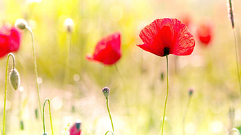 Flowers, Poppies, Plant, Shine, Light, Petals, Field HD wallpaper