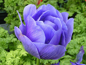 For my friend LUIZA (Dreamer girl), blue, rose, nature, flower HD wallpaper