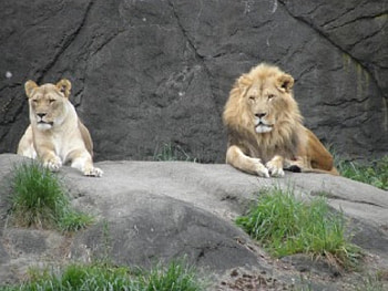 Leo and Lioness, animal, lions HD wallpaper