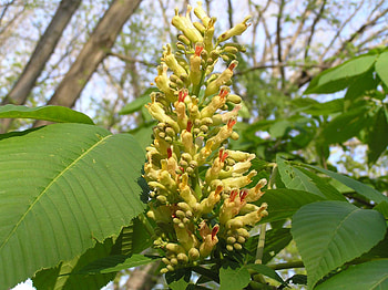 Buckeye Tree, Yellow blossoms, Purdue Fort Wayne, Woody perennial HD wallpaper