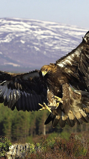 Golden eagle fascination, Regal bird of prey, Majestic beauty, Striking ry HD phone wallpaper