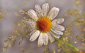Plants, Flowers, Camomile, Drops HD wallpaper