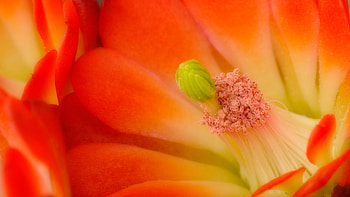 Pimple, nature, flowers, bombata HD wallpaper