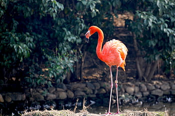 A vibrant flamingo stands gracefully amidst lush greenery in a tranquil outdoor setting with rocks and water. HD wallpaper