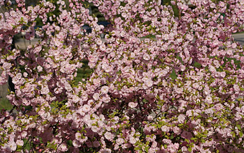 Pink Plant, pink, pretty, flowers, blooms, spring, fresh HD wallpaper