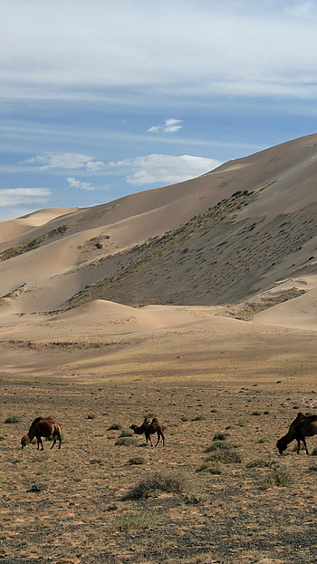 Mongolia, Hongoryn Els, mobile tablet, Beautiful desert landscape HD phone wallpaper