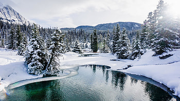 Canadian Winter, snow, Canada, winter, landscape, trees, nature, forest HD wallpaper