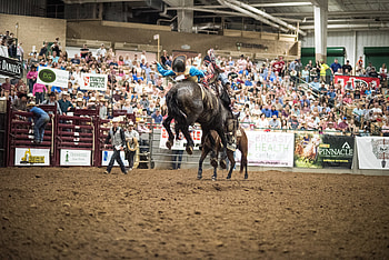 gallery, Franklin Rodeo, Multimedia HD wallpaper