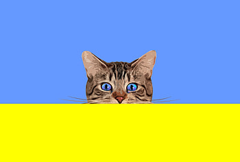 Cat, muzzle, blue eyes, minimal, art HD wallpaper