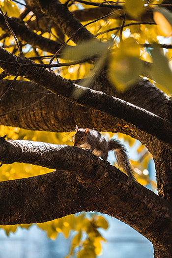 Animals, Squirrel, Wood, Tree, Branch, Wildlife, Animal HD phone wallpaper