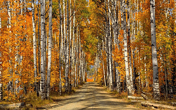 Birch trees autumn , Birch trees, Autumn HD wallpaper