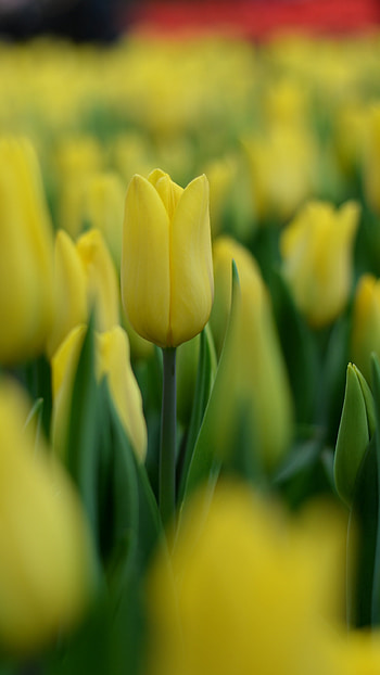 Tulip (Nature), Plants blur, Yellow tulip, Q HD phone wallpaper