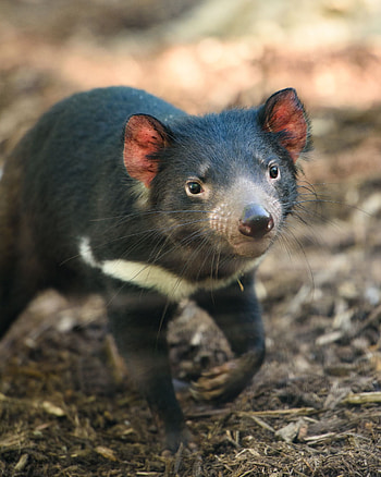 Tasmanian Devil pin, Tassie Devil tribute, Devil-themed artwork, Devil fan art HD phone wallpaper
