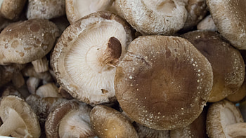 Obst & Gemse, Lebensmittel, Shiitake pilze, Pilze HD wallpaper