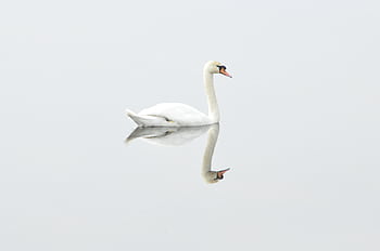 Graceful swan mirrored on serene water, showcasing pure elegance and tranquility. HD wallpaper