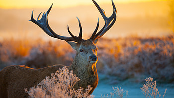 Red deer, Wild Animals HD wallpaper
