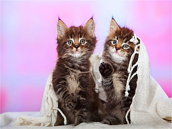 The game continues after a few minutes, kitten, two, sweet, kitty, few, cute, cat, fluffy, continues, minutes, game, adorable, friends, after HD wallpaper