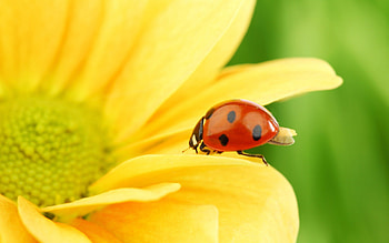 Ladybug on Soft Petal, black, ladybug, small, dots, summer, daylight, day, bug, petals, flower, yellow, red, nature, fly, center HD wallpaper